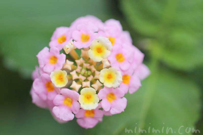 ランタナの写真・花言葉・毒性の画像