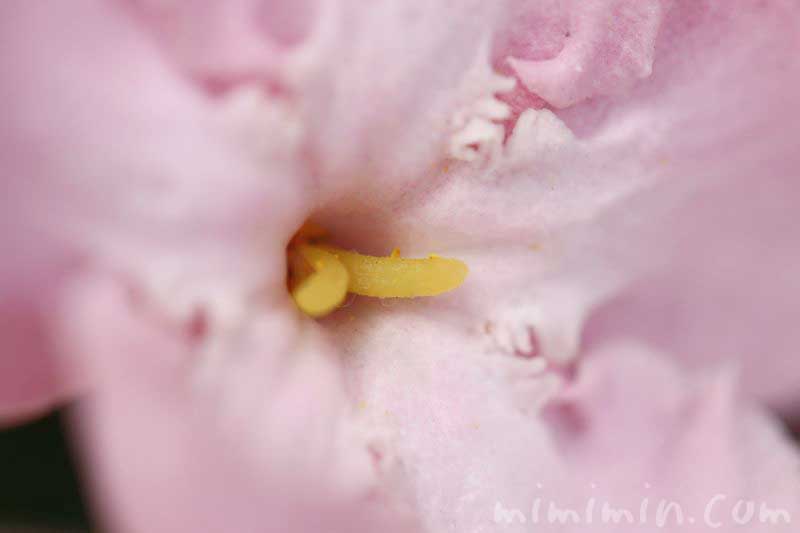 ルクリア ニオイザクラ の花の写真 花言葉 名前の由来 みみみんブログ