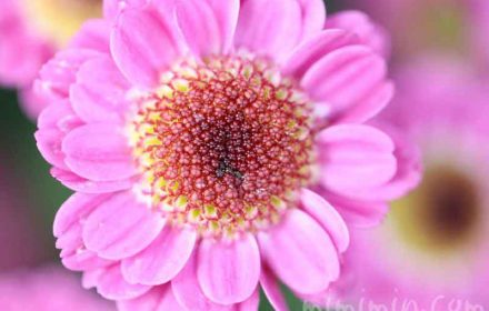 コギクの花・ピンク色の画像