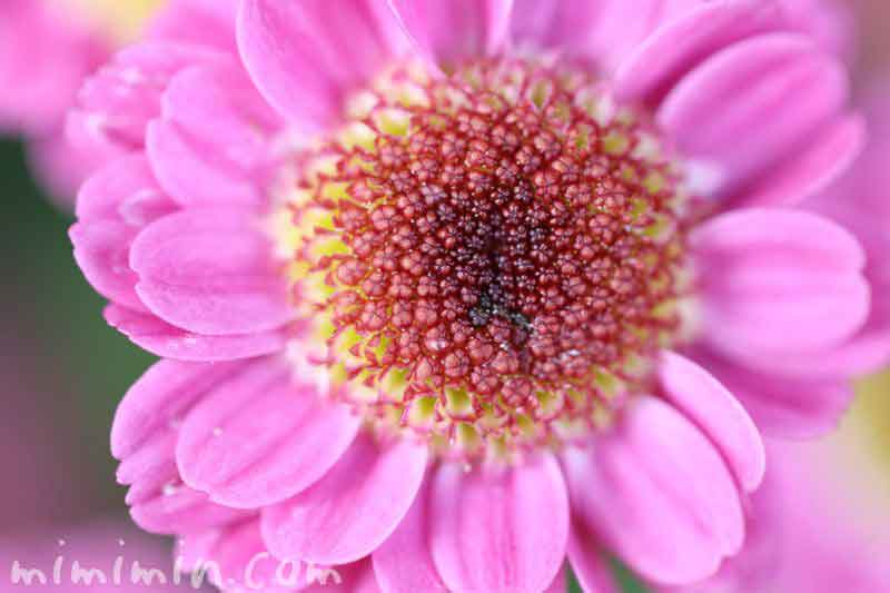 小菊の花の写真・ピンク