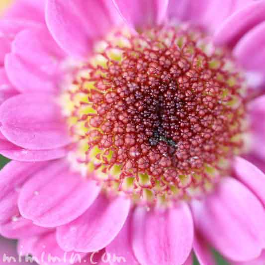 小菊の花言葉の写真