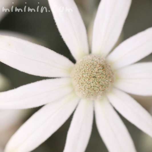 フランネルフラワーの花の写真・花言葉