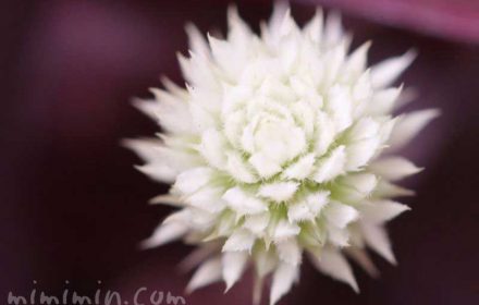 アカバセンニチコウの花の写真