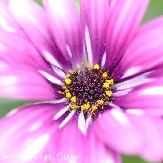 オステオスペルマムの花の写真＆花言葉