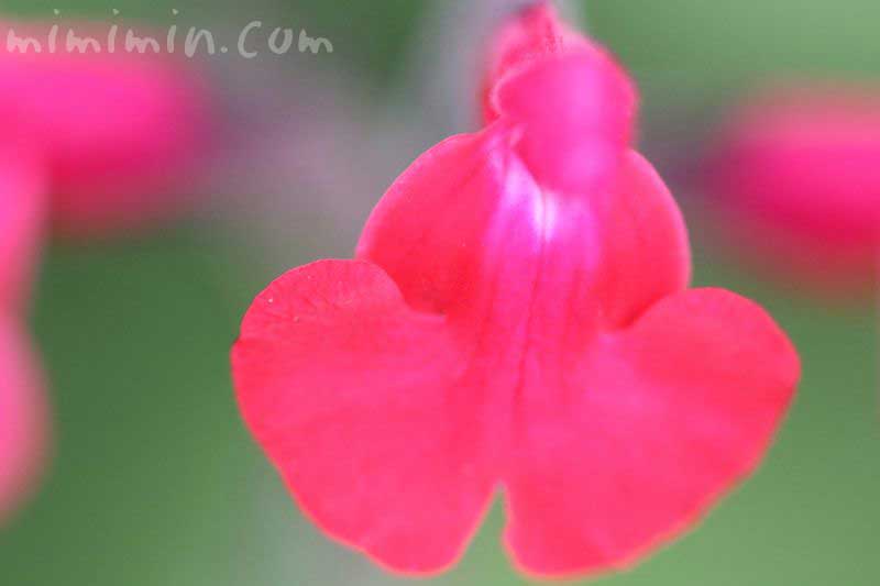 チェリーセージ・赤い花の写真