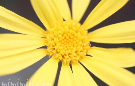ユリオプスデージーの写真・花言葉・誕生花の画像