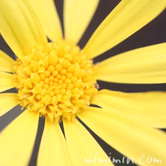 ユリオプスデージーの花言葉と誕生花