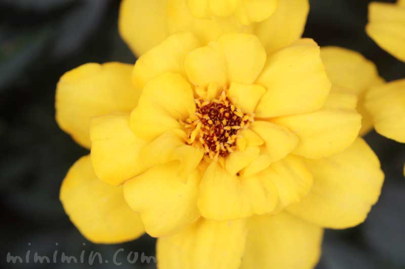 黄色のマリーゴールドの花の写真＆花言葉の画像