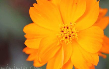キバナコスモスの写真と花言葉・誕生花の画像