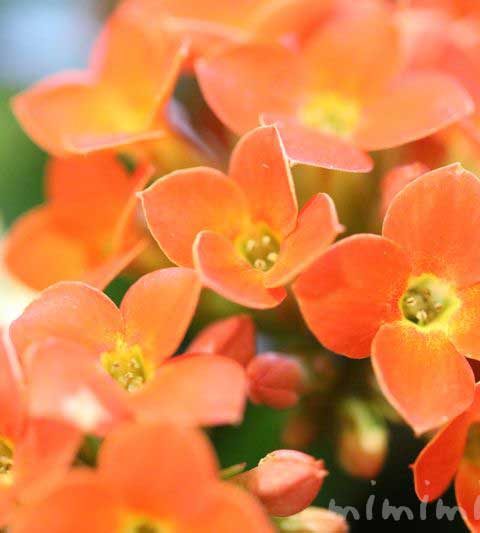 カランコエの花の写真・花言葉・名前の由来