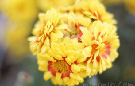 菊（キク）の花言葉と効能の画像