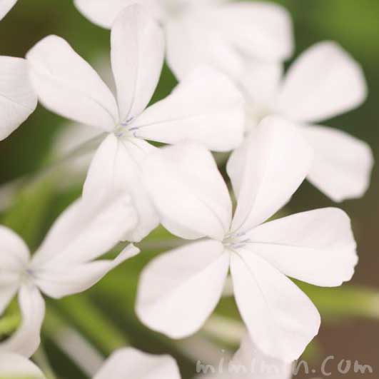 白いルリマツリの写真・花言葉の画像