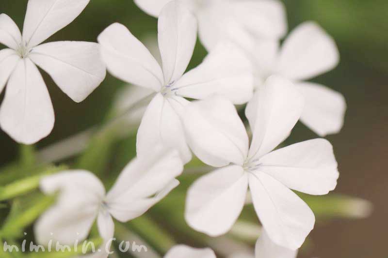 白いルリマツリの花の写真・花言葉の画像