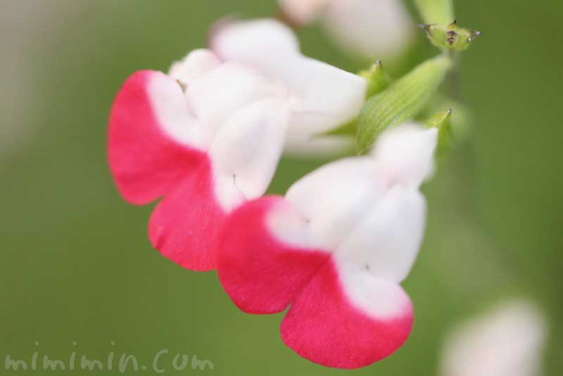 チェリーセージの花の写真 花言葉 名前の由来 みみみんブログ