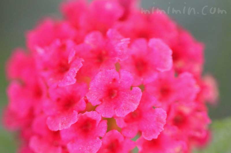 シチヘンゲ（赤色）｜花の写真と花言葉の画像