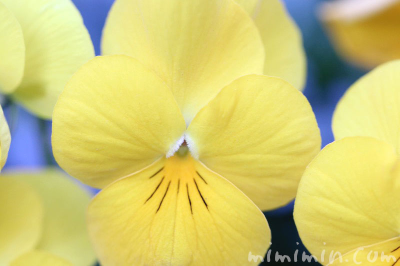 サンシキスミレの花（黄色）の画像