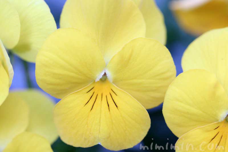 三色すみれの花（黄色）の写真