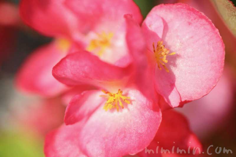 ベゴニアの花言葉 ピンクのベゴニアの写真 みみみんブログ