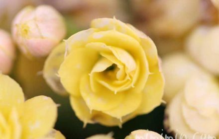 カランコエの花の写真・花言葉・毒性・誕生花の画像