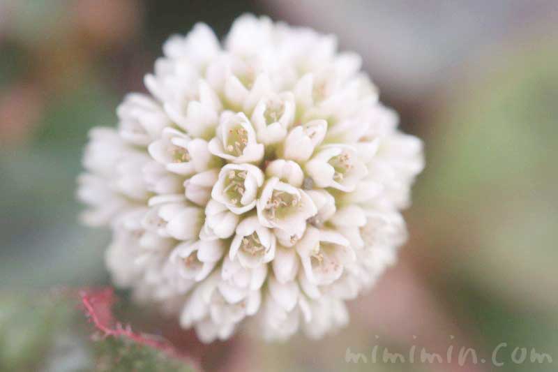 ヒメツルソバ（白）花の写真・花言葉の画像