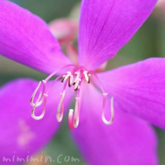 シコンノボタンの花の写真・花言葉の画像