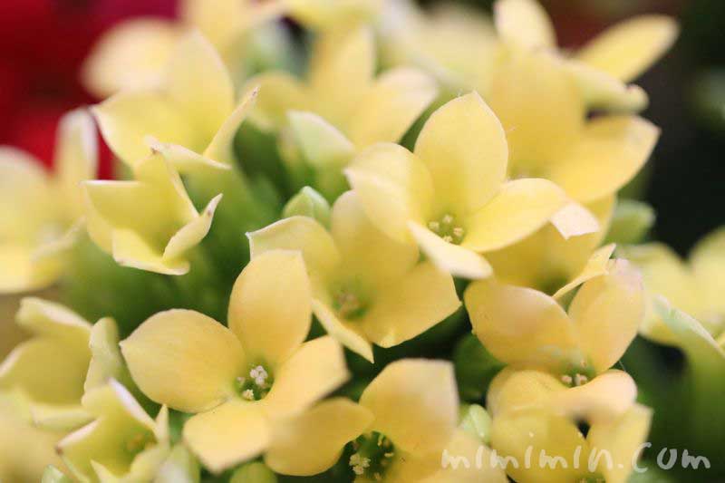カランコエの花・黄色の画像