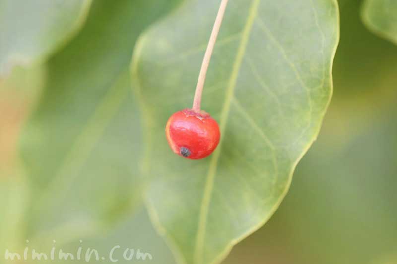 ソヨゴの写真と花言葉