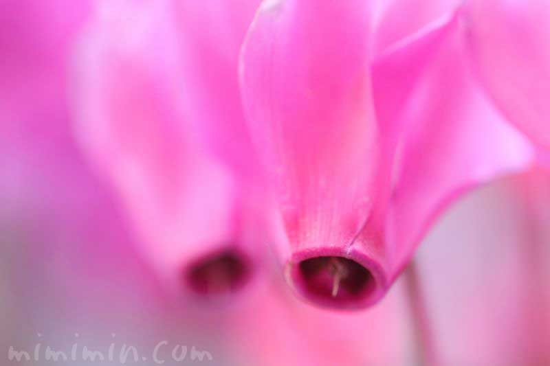 シクラメン（ピンク色）の花の写真と花言葉