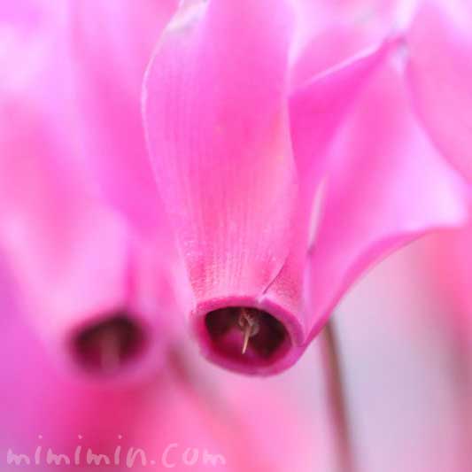 シクラメン（ピンク）の写真と花言葉