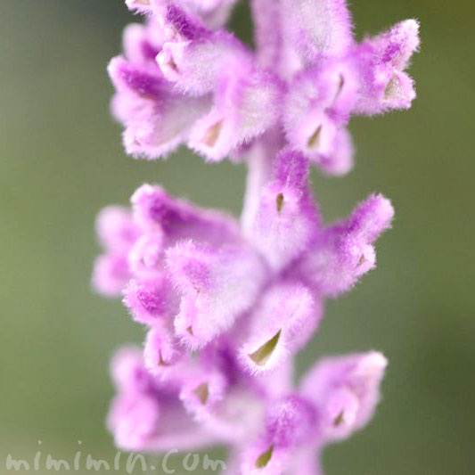 サルビア・レウカンサ（紫色）の花