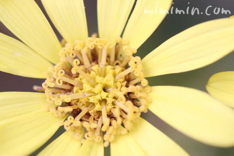 ツワブキの花言葉と花の写真の画像