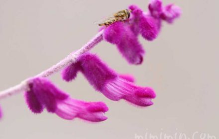 サルビア・レウカンサの花の写真と名前の由来と花言葉