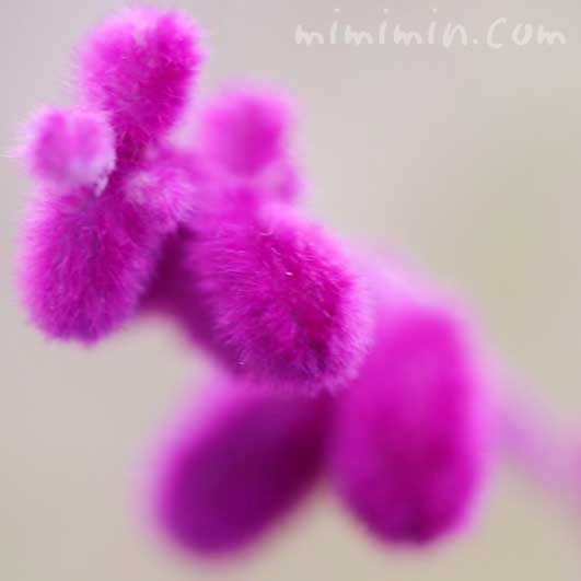 サルビア・レウカンサ（紫）の写真・名前の由来と花言葉の画像