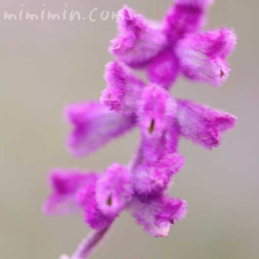 サルビア・レウカンサ（紫）の花の写真・名前の由来と花言葉の画像