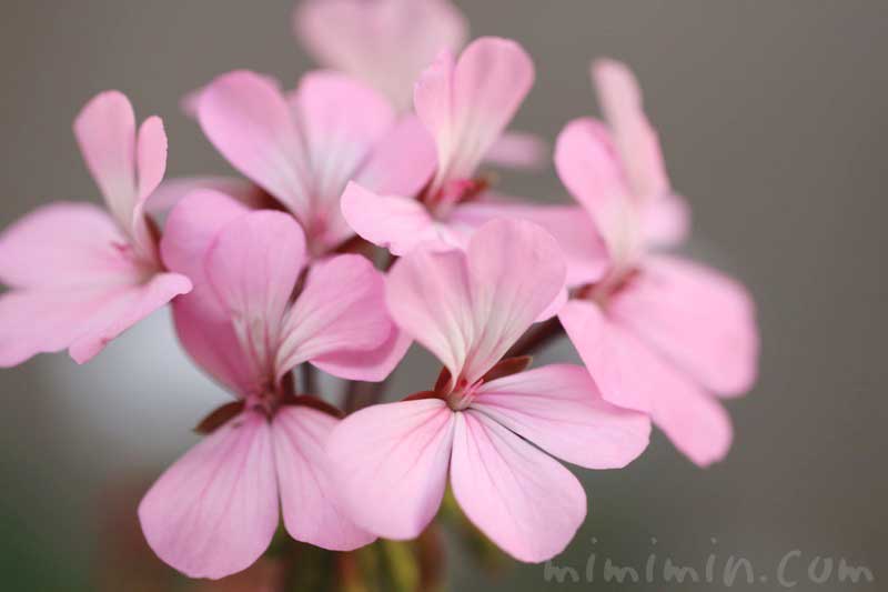 ゼラニウム（ピンク色）の写真と花言葉と香りの効能