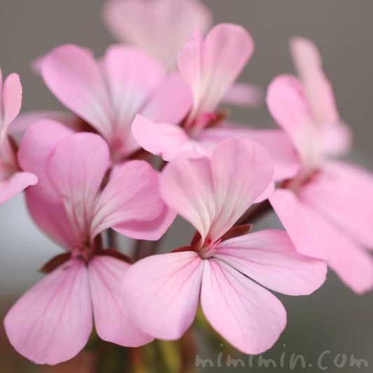 ゼラニウム（ピンク色）の花の写真 花言葉 香りの効能