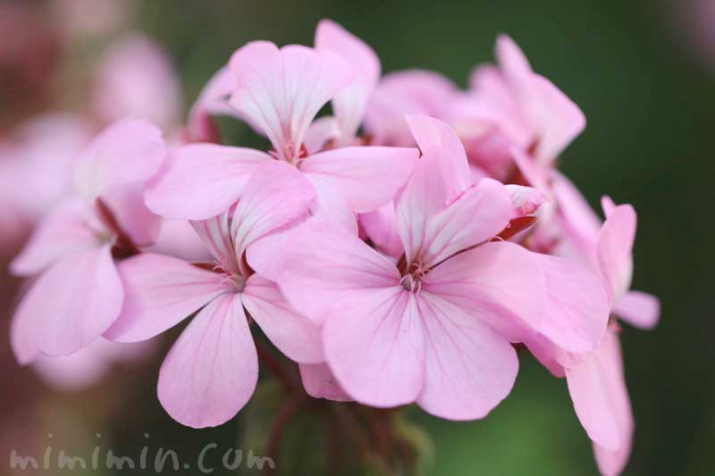 ゼラニウム（ピンク色）の写真・花言葉・香りの効能の画像