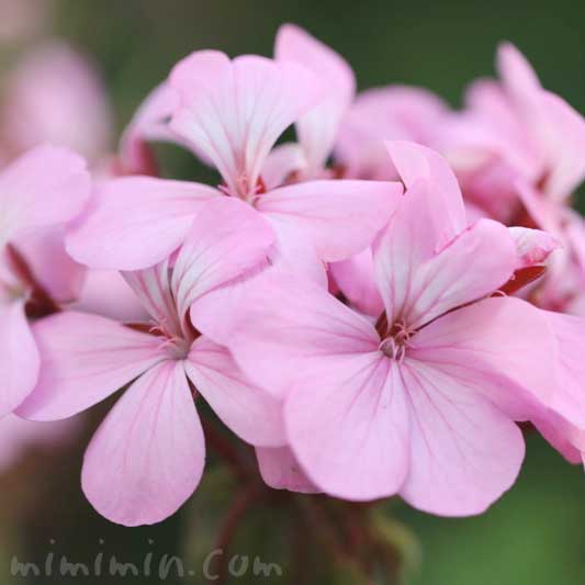 ゼラニウム（ピンク色）の花の写真と花言葉と香りの効能の画像