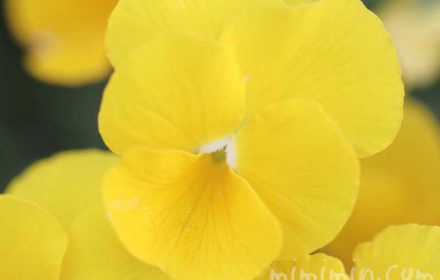 パンジーの花（黄色）の写真・パンジーの花言葉（色別）の画像