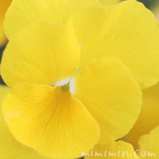 パンジー（黄色）の写真・パンジーの花言葉（色別）の画像