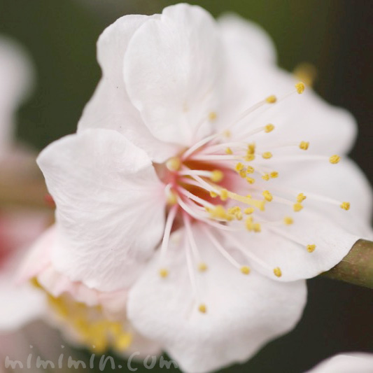 白い梅の花の写真と花言葉
