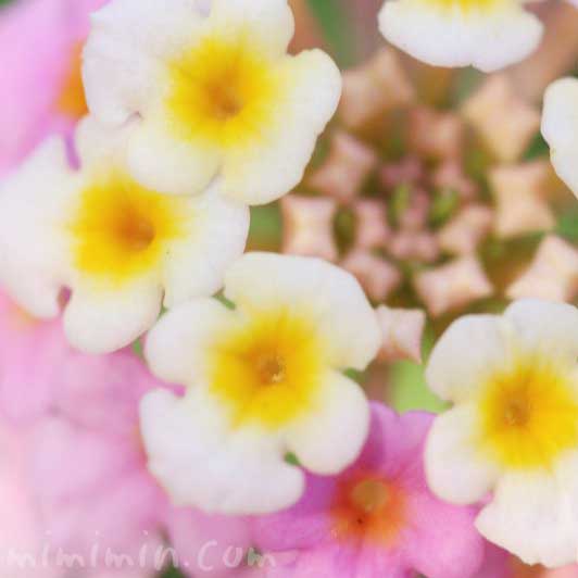 ランタナの花の写真・花言葉の画像