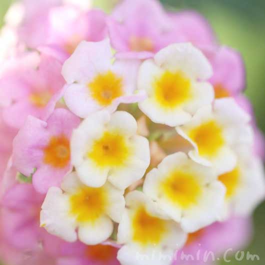 ランタナの花の写真と花言葉