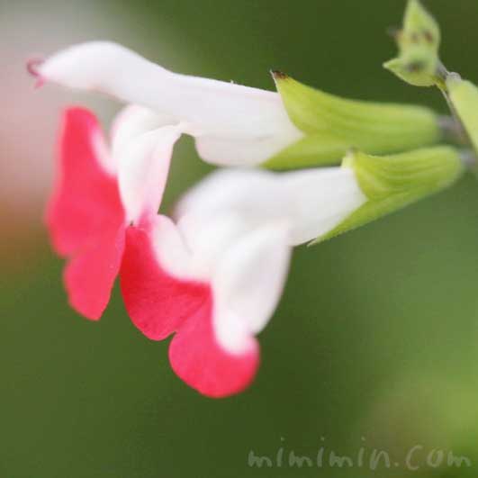ホットリップスの花の写真・花言葉の画像