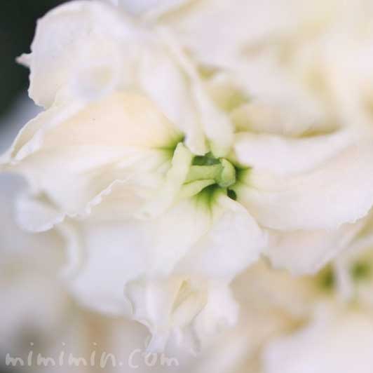 ストックの花・白の写真