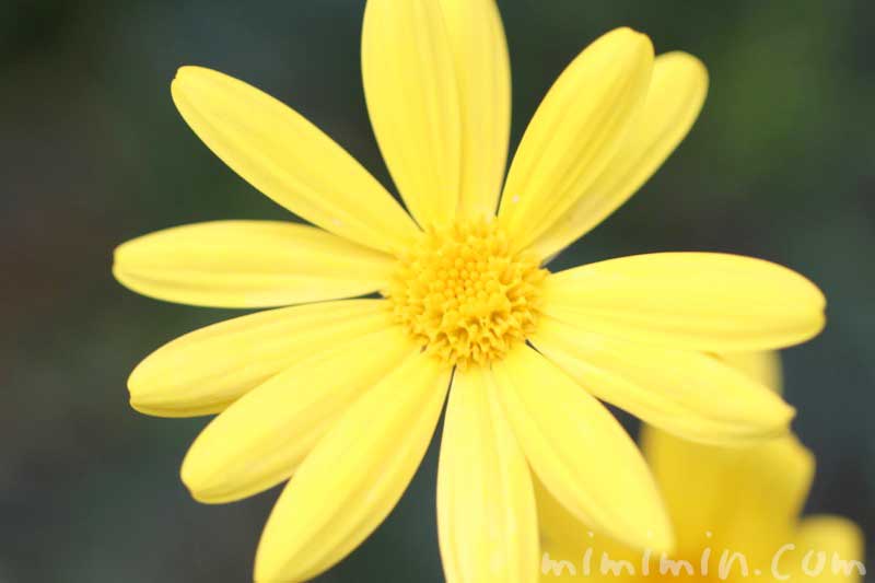 ユリオプスデージーの花の写真＆花言葉