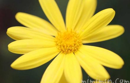 ユリオプスデージーの花の写真 花言葉の画像