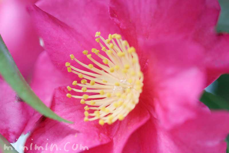 サザンカ・濃いピンク色の花の写真＆花言葉の画像