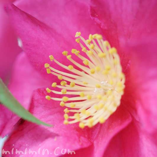 サザンカの花・濃いピンクの写真＆花言葉の画像