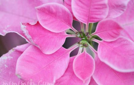 ポインセチアの花言葉・誕生花の画像